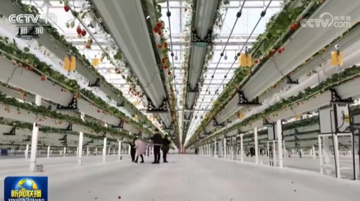 betway88西汉姆联新格林高效现代农业产业园亮相央视《新闻联播》！